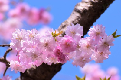 芦城公園