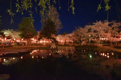 芦城公園夜桜・ライトアップ