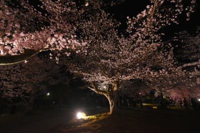 芦城公園夜桜・ライトアップ