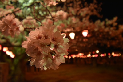 芦城公園夜桜・ライトアップ