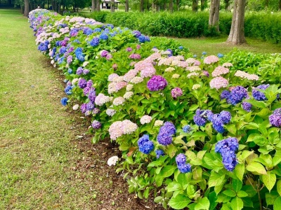 中央園地（写真は2023年のものです）