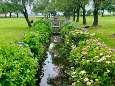 水路とアジサイ