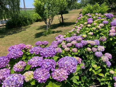 木場潟公園南園地