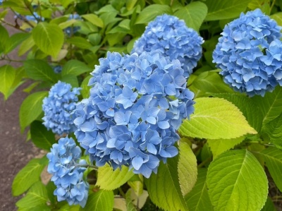 こまつの杜