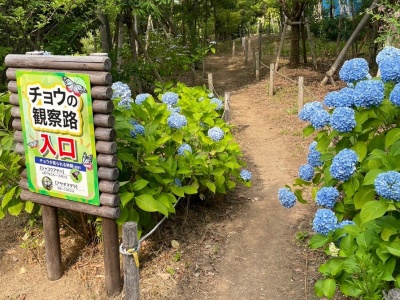 げんき里山エリア・チョウの観察路
