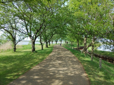 春はピンク色、夏には深緑で染める「千本桜の園」