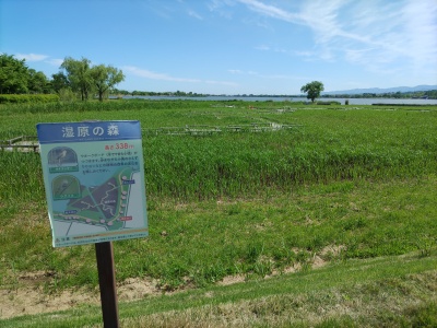 湿原の森