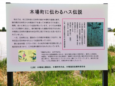 木場町に伝わる「ハス伝説」
