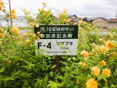 全国植樹祭の記念樹木