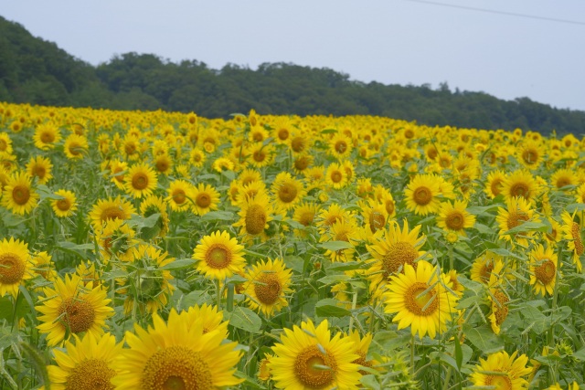 小松市瀬領町ひまわりの丘