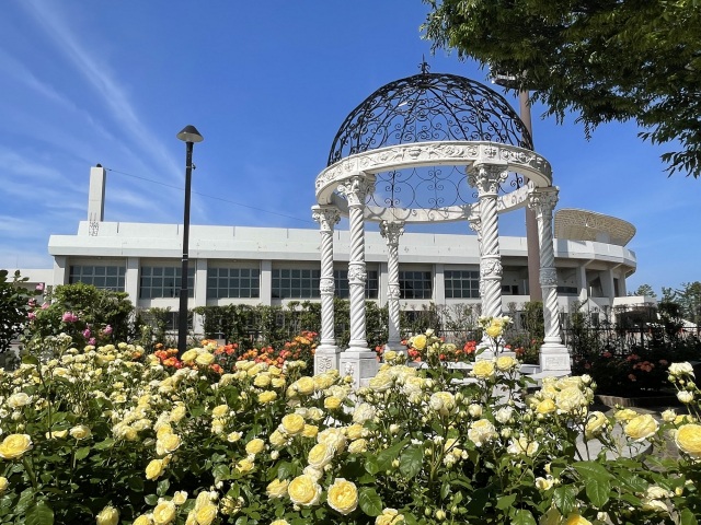 小松で花めぐり　麗しのバラ園