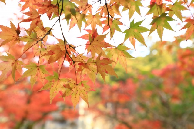 紅葉の名所「那谷寺」 スタッフおすすめの紅葉スポット