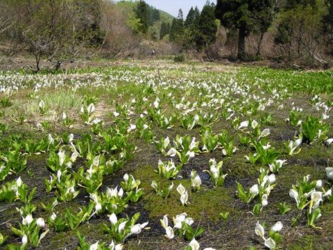 横谷ミズバショウ群生地