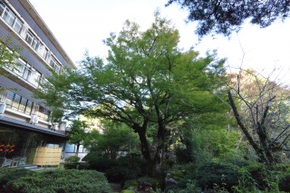 庭園