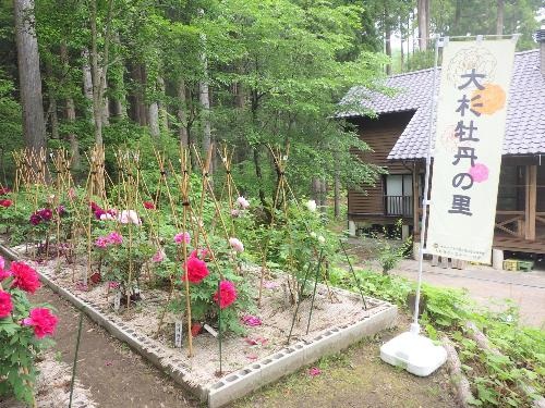 令和7年「大杉牡丹の里山」鑑賞イベント