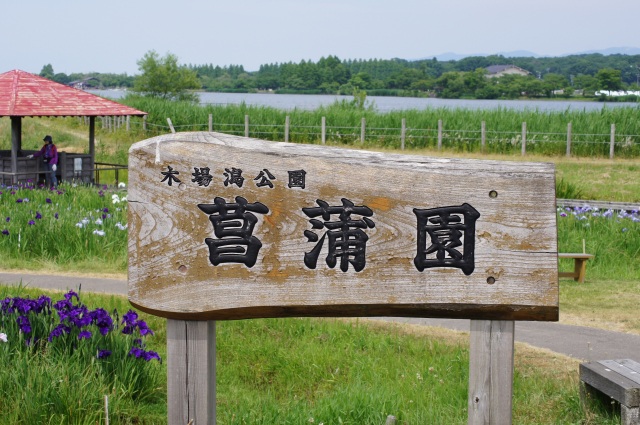 木場潟公園　花菖蒲まつり